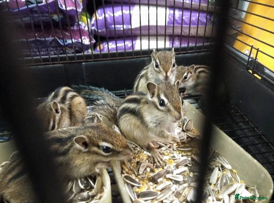 Mixed Breed rodents for sale: Siberian Chipmunk for sale - Advert 3