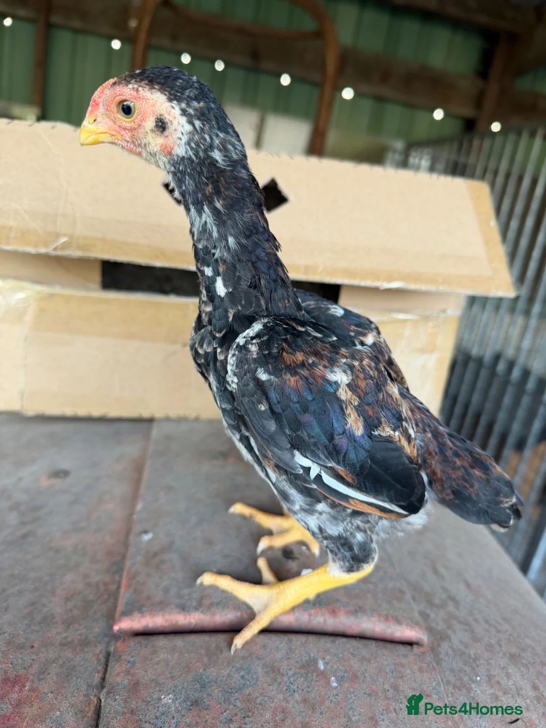 Chickens poultry for sale: ko shamo  - Advert 2