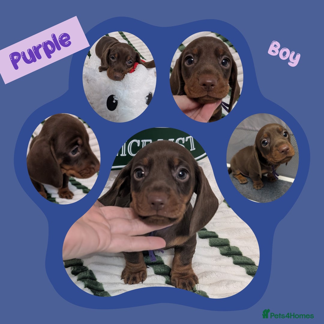 Miniature Dachshund dogs for sale: KC Reg miniature smooth hair daschund boy pups - Advert 9