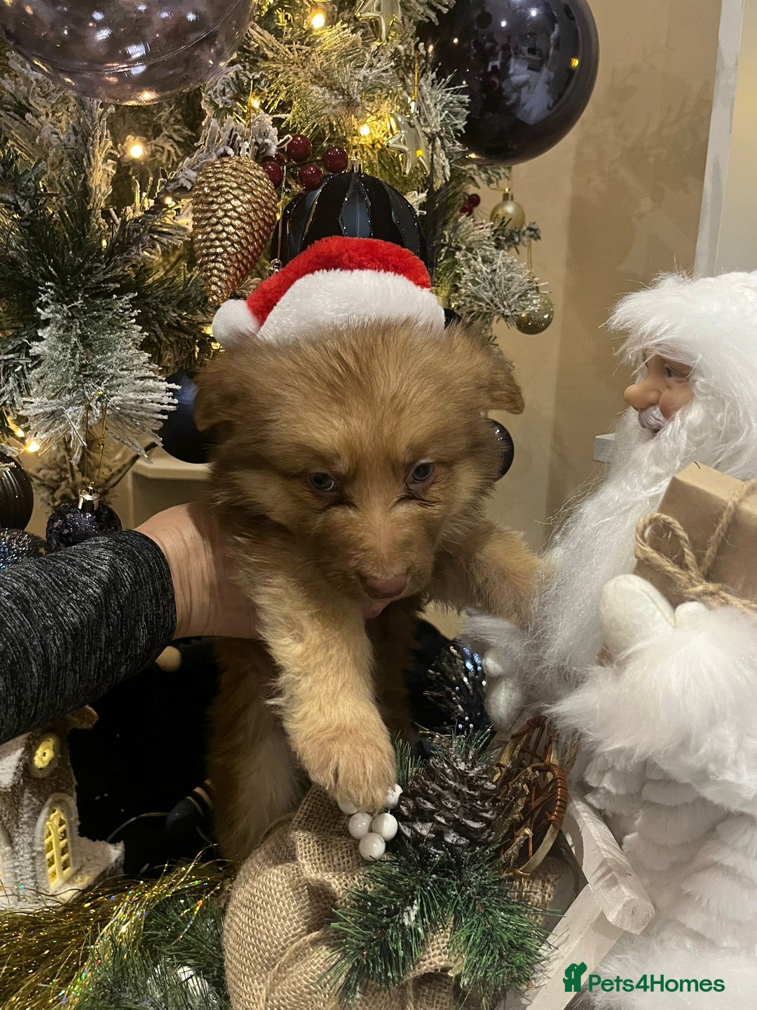 German Shepherd dogs for sale: Working KC GSD German shepherd puppies  - Advert 29