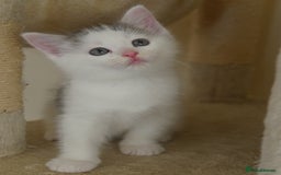 Mixed Breed cats for sale: Mix Ragdoll /Domestic cat  - Image 7