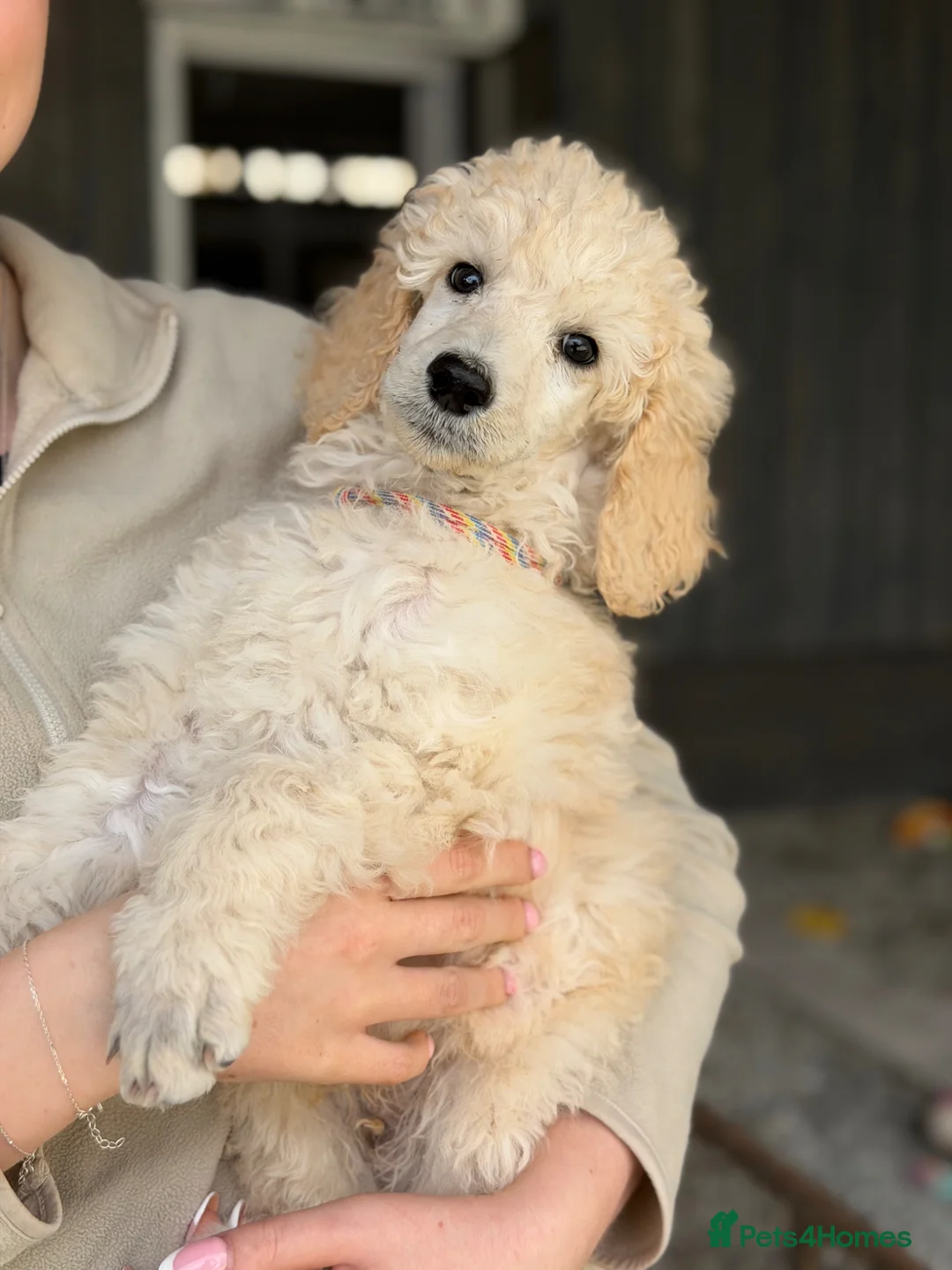 Standard Poodle dogs for sale: KC Reg, Cream Male Standard Poodle - Advert 2