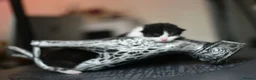 Mixed Breed cats for sale: B&W Kitten looking 4 home  - Advert 19