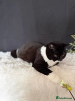 British Shorthair cats - Advert 7