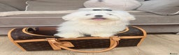 Maltese dogs for sale: Beautiful 6 month old Maltese Puppy Ready Now - Advert 4
