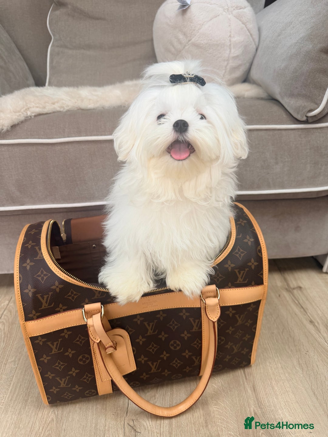 Maltese dogs for sale: Beautiful 6 month old Maltese Puppy Ready Now - Advert 4
