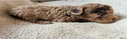 Miniature Poodle dogs for sale: Gorgeous Miniature Poodle Pups - Advert 22