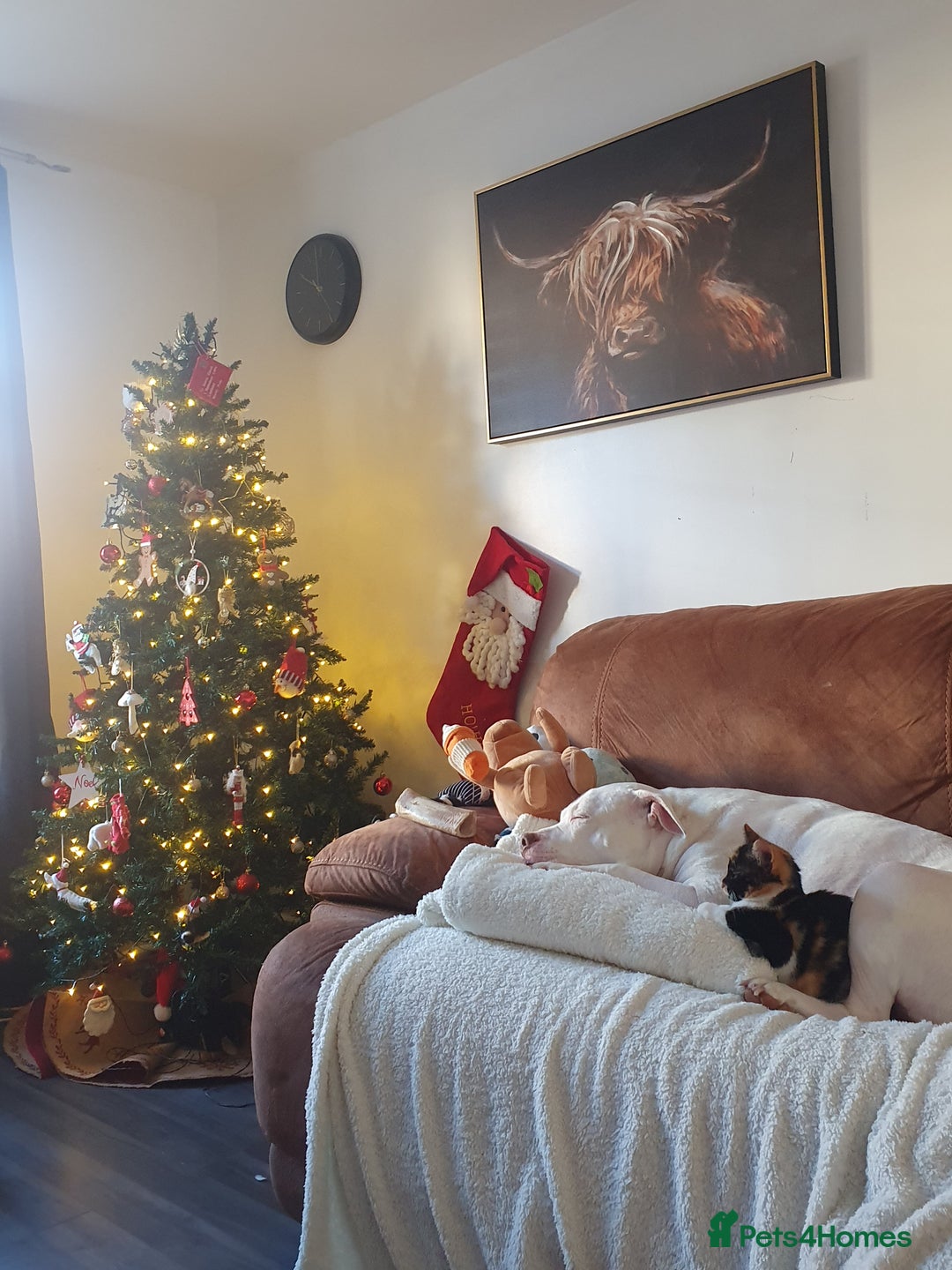 Mixed Breed cats for sale: Calico female kitten - Advert 5