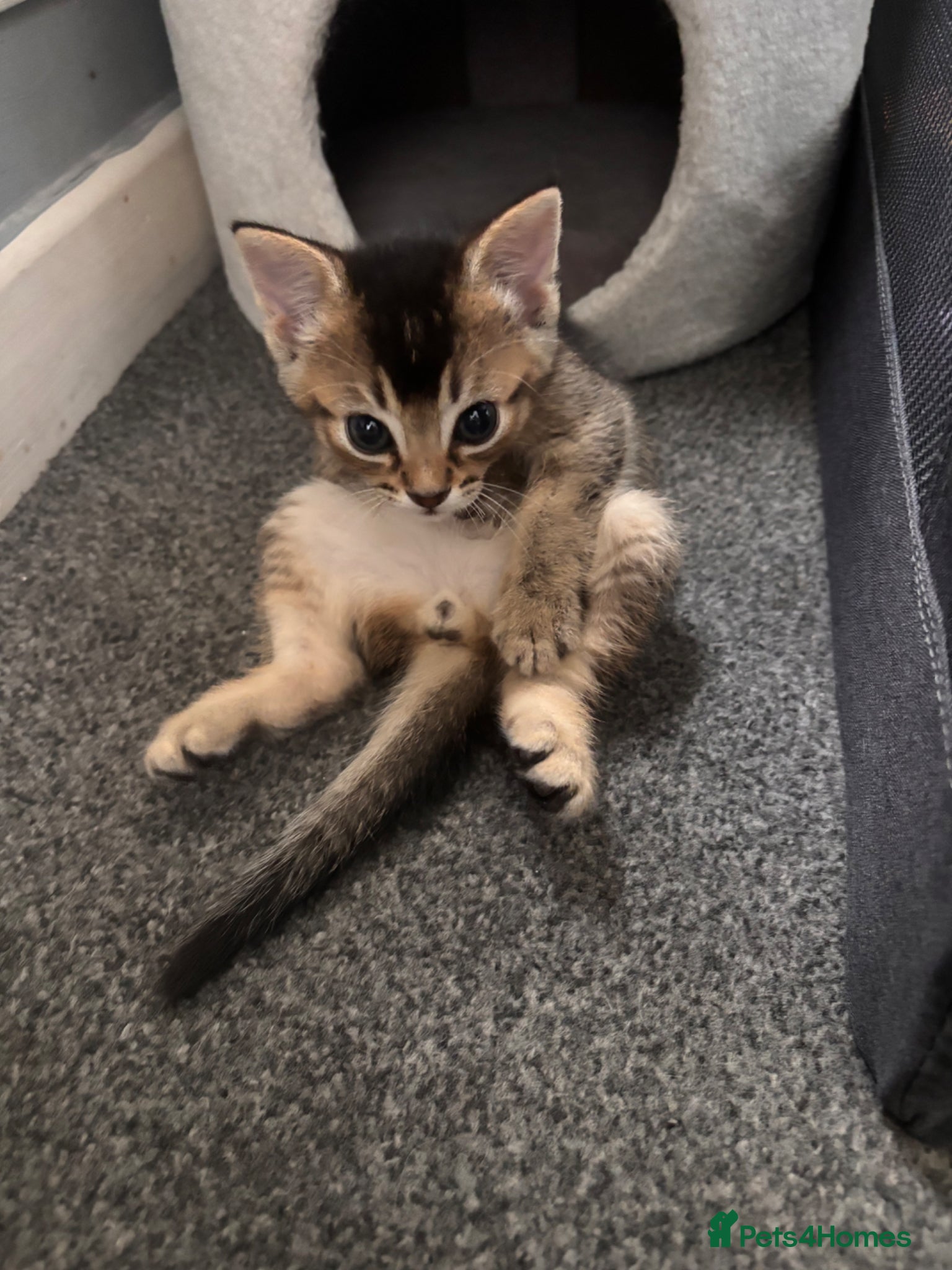 Mixed Breed cats for sale: Male kittens - Advert 23