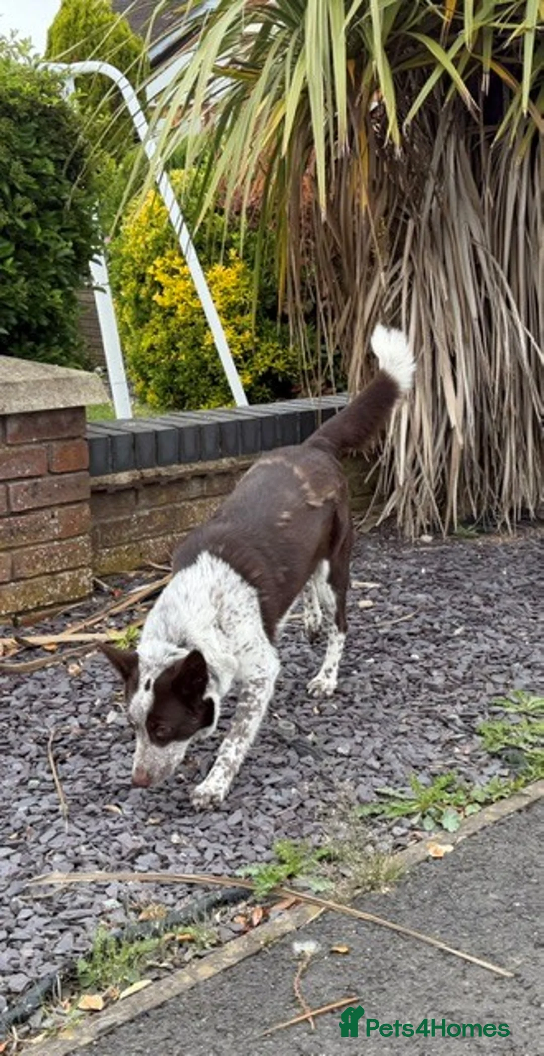 Border Collie dogs for sale: Border Collie Female Dog  - Advert 2