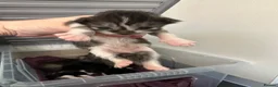 Mixed Breed cats for sale: Maine coon X in Fordingbridge - Advert 8