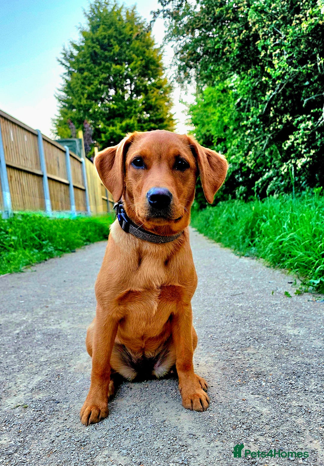 Labrador Retriever dogs for sale: Beautiful labrador Girl - Image 6