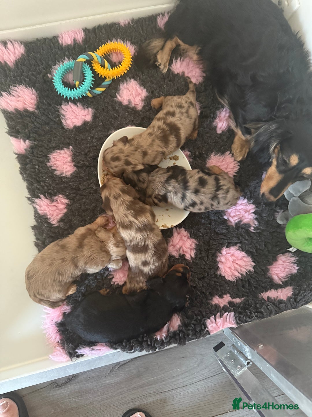 Miniature Dachshund dogs for sale: Miniature long haired dachshund  - Image 2