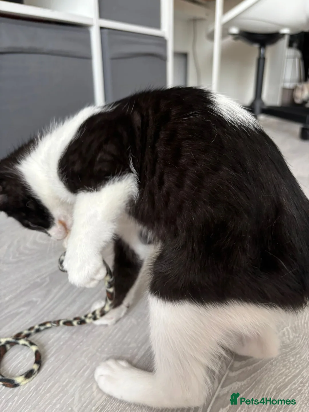 Mixed Breed cats for sale: Ragdoll x male kitten in Dorchester - Advert 2