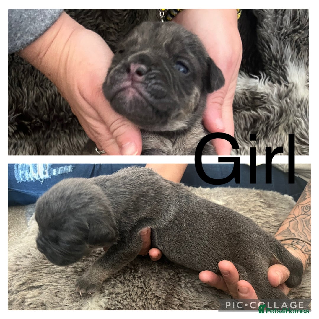 Olde English Bulldogge dogs for sale: Olde English bulldog puppies  - Image 5