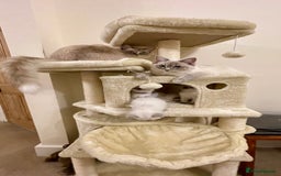 Ragdoll cats for sale: Luxury Champion Line Ragdoll Pedigree Kittens - Image 18