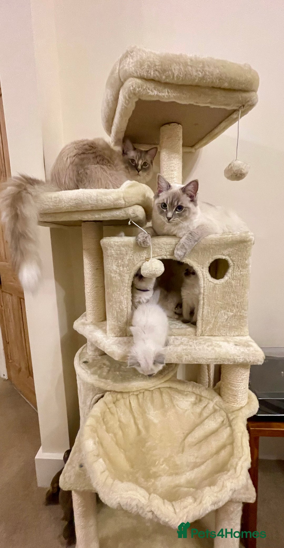 Ragdoll cats for sale: Luxury Champion Line Ragdoll Pedigree Kittens - Image 18