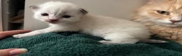 Siberian cats for sale: Two Siberian kittens - Advert 2