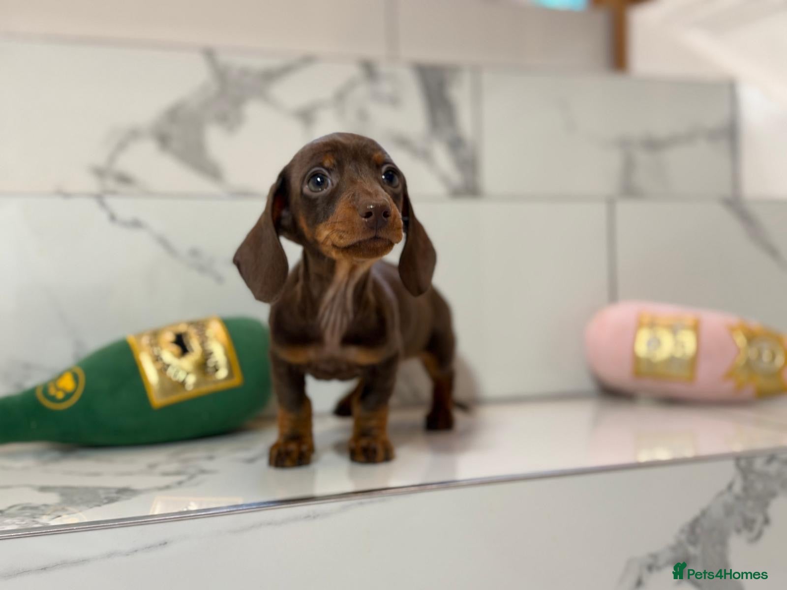Miniature Dachshund dogs Ready now. 1 little girl left. KC mini dachshunds - Advert 1
