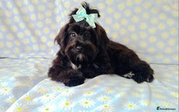 Maltipoo dogs for sale:  ** cute luttle maltipoo babies in Oldham - Image 5