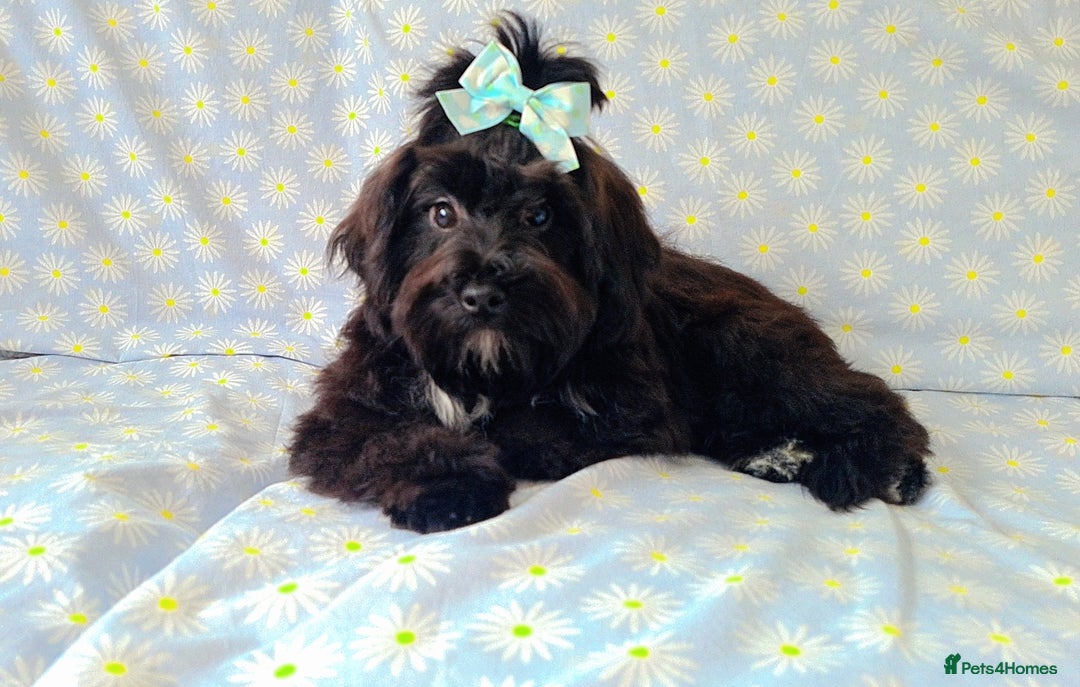 Maltipoo dogs for sale:  ** cute luttle maltipoo babies in Oldham - Image 5
