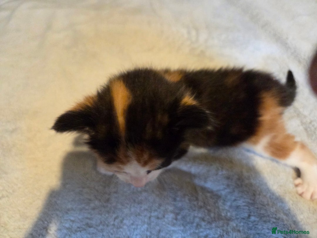 Mixed Breed cats for sale: Stunning kittens available Leicestershire  - Image 10