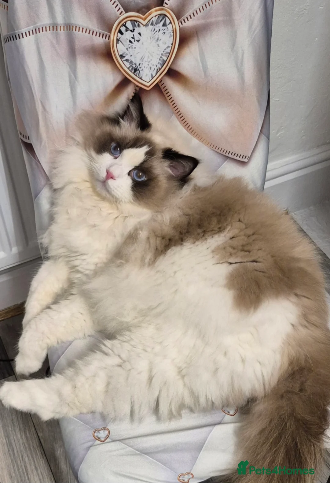Ragdoll cats for sale: Premium Seal Bicolour  Ragdoll Boys 💖💖💖 - Advert 31