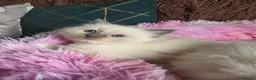 Ragdoll cats for sale: Four Stunning GCCF Registered Girls - Advert 11