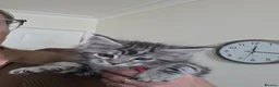 Maine Coon cats for sale: 2 of 9 left  - Advert 4