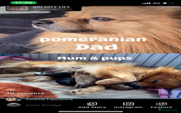 Pomeranian dogs for sale: Pomeranian pups available  - Image 1
