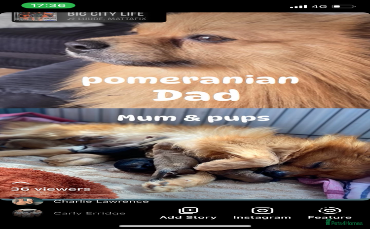 Pomeranian dogs - Advert 4