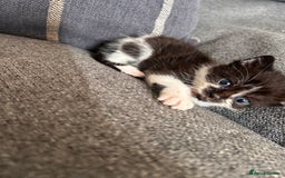 Domestic Shorthair cats for sale: Black and white shorthair kittens  - Image 4