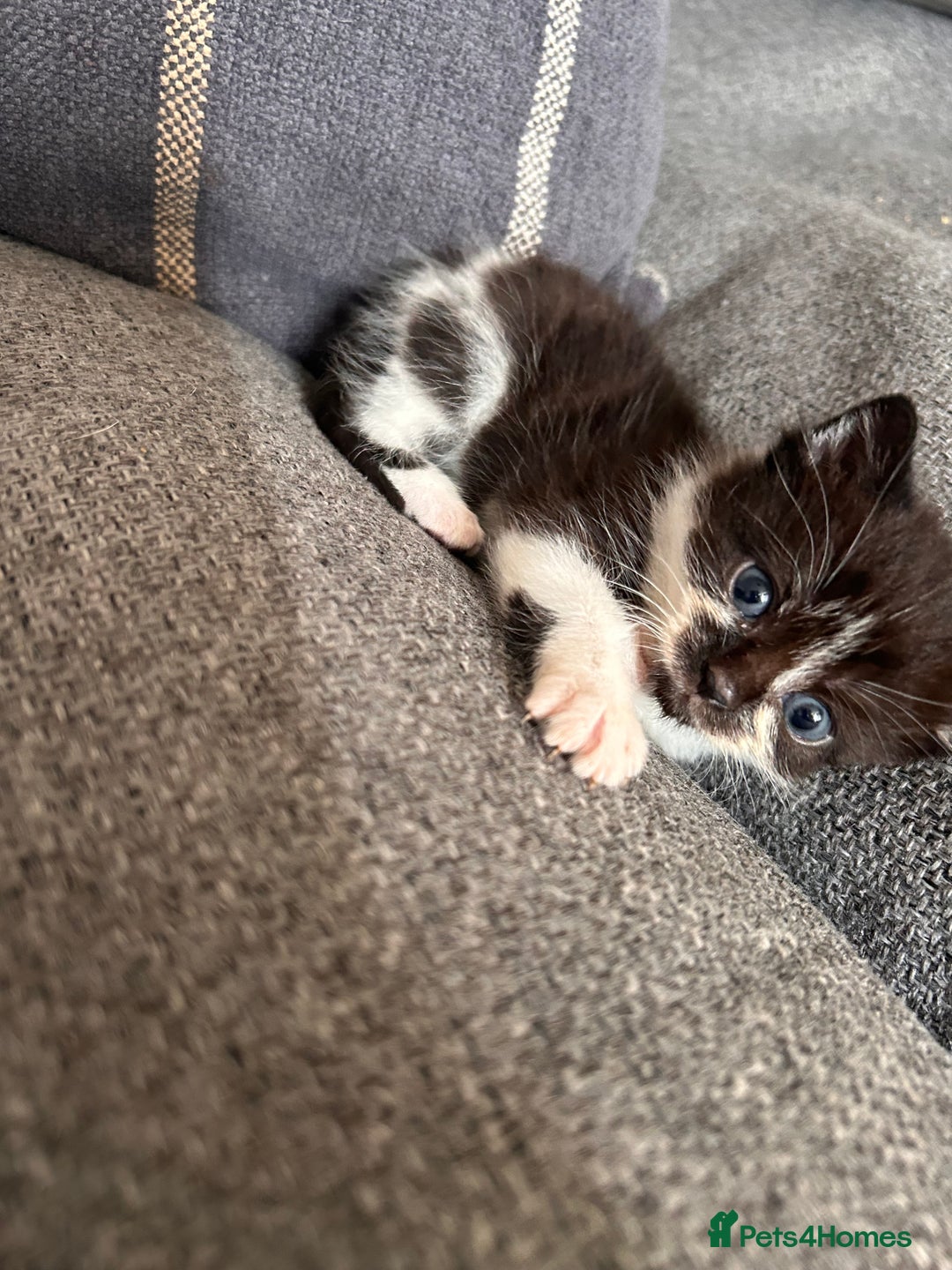 Domestic Shorthair cats for sale: Black and white shorthair kittens  - Image 4