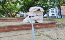 Mixed Breed dogs for stud: Teddy, dog for stud - Image 8
