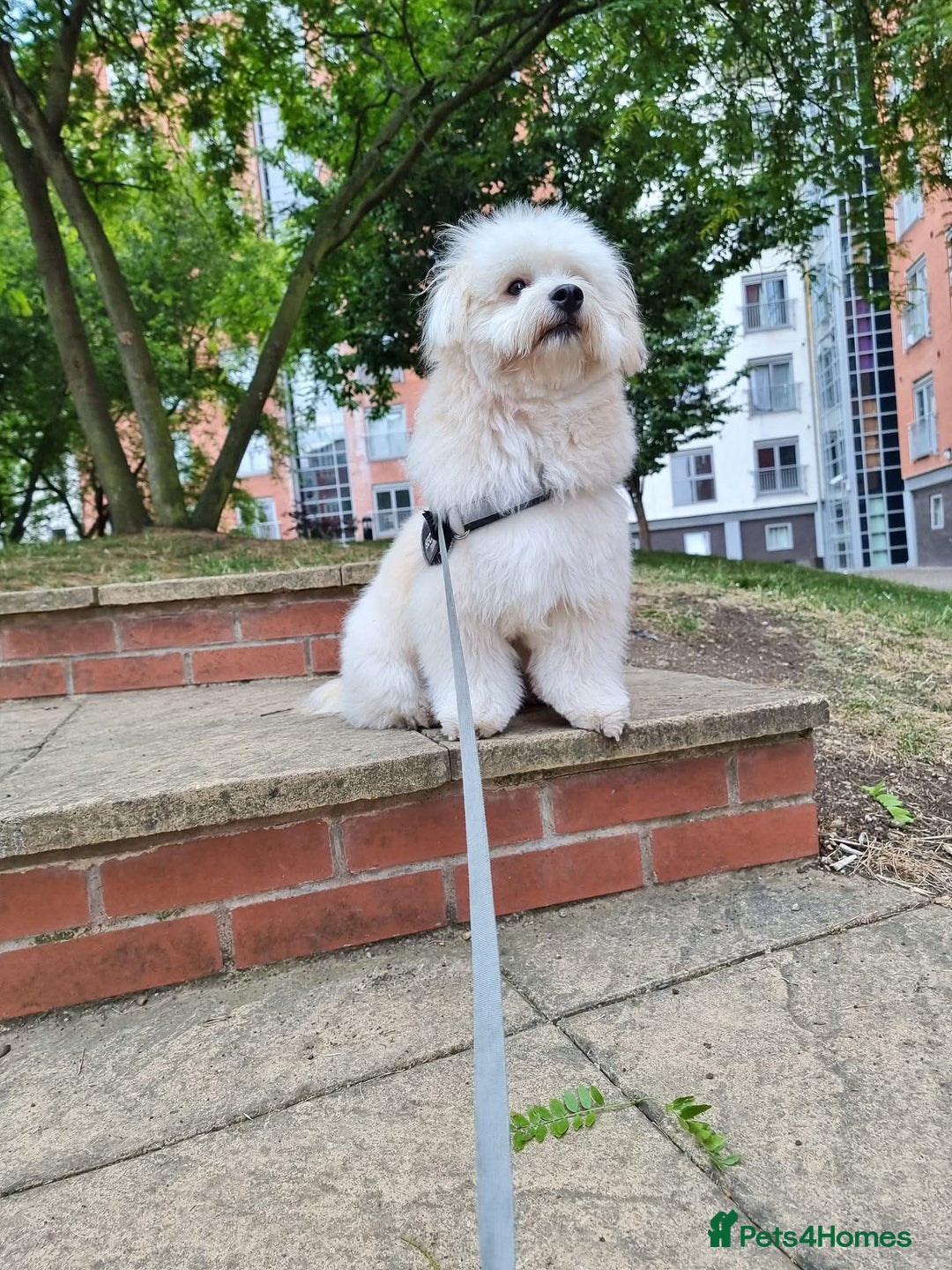Mixed Breed dogs for stud: Teddy, dog for stud - Image 8
