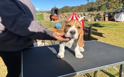 Beagle dogs for sale: Male Beagle Puppies  - Image 10