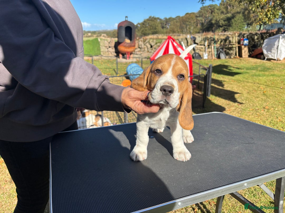 Beagle dogs for sale: Male Beagle Puppies  - Image 10