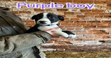 Mixed Breed dogs Collie pups for sale, ready now  - Advert 4
