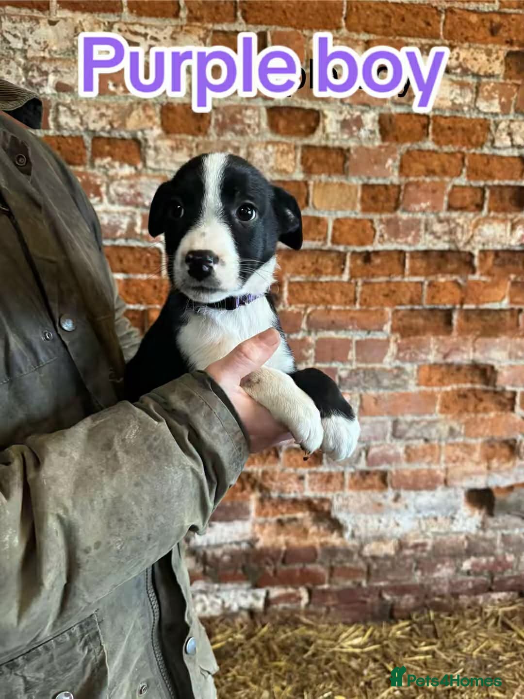 Mixed Breed dogs for sale: Collie pups for sale, ready now  - Advert 3