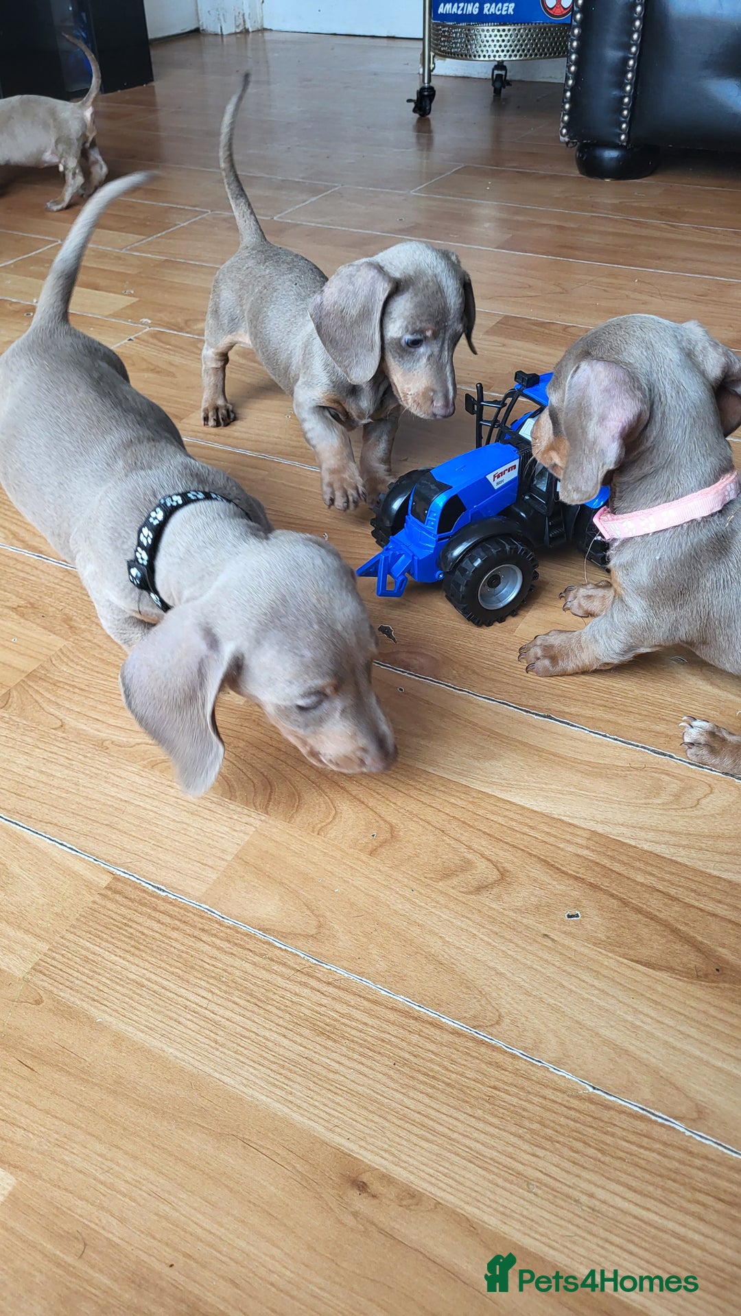 Dachshund dogs for sale: Isabella dachshund puppies for sale! - Image 16