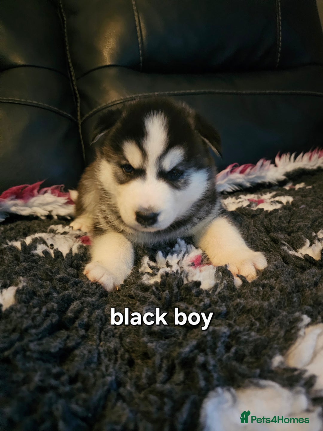 Siberian Husky dogs for sale: 5 beautiful siberian husky fur babies - Advert 15