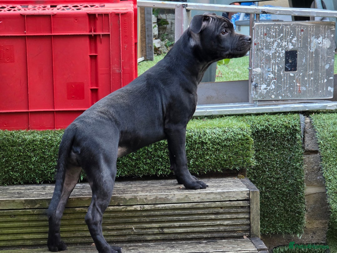 Staffordshire Bull Terrier dogs for sale: Black and blue stocky staffy puppies  in London - Image 17