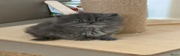 Persian cats for sale: Beautiful Persian Kittens from GCCF reg Parents - Advert 4