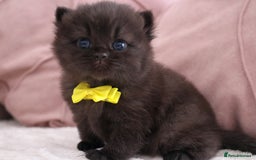 British Shorthair cats for sale: 🎄 British Shorthair - Ready 21 December - Image 10