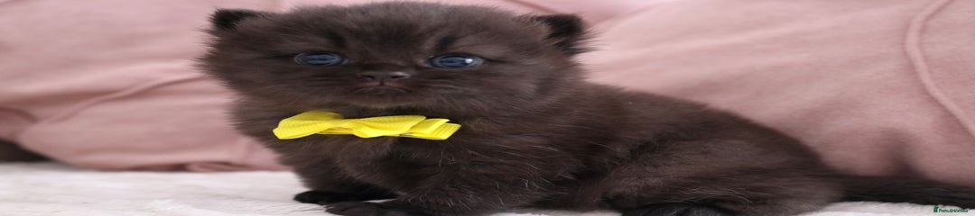 British Shorthair Kitten 1