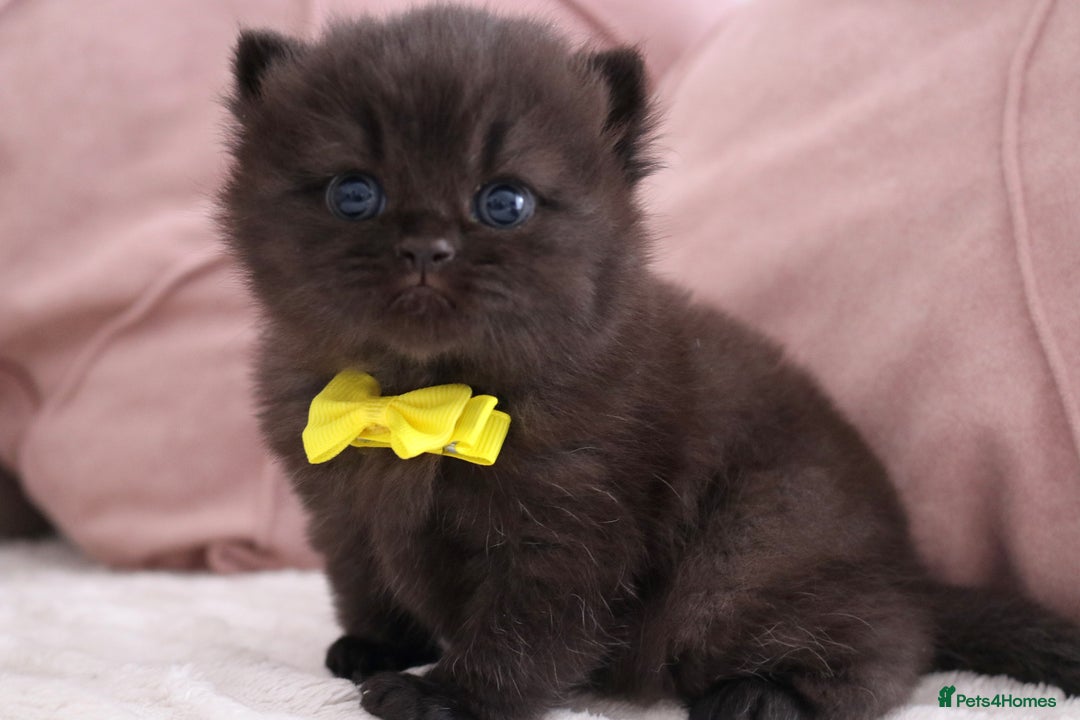 British Shorthair cats for sale: 🎄 British Shorthair - Ready 21 December - Image 10