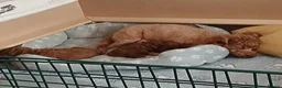 Mixed Breed dogs for sale: Betsy - Advert 11