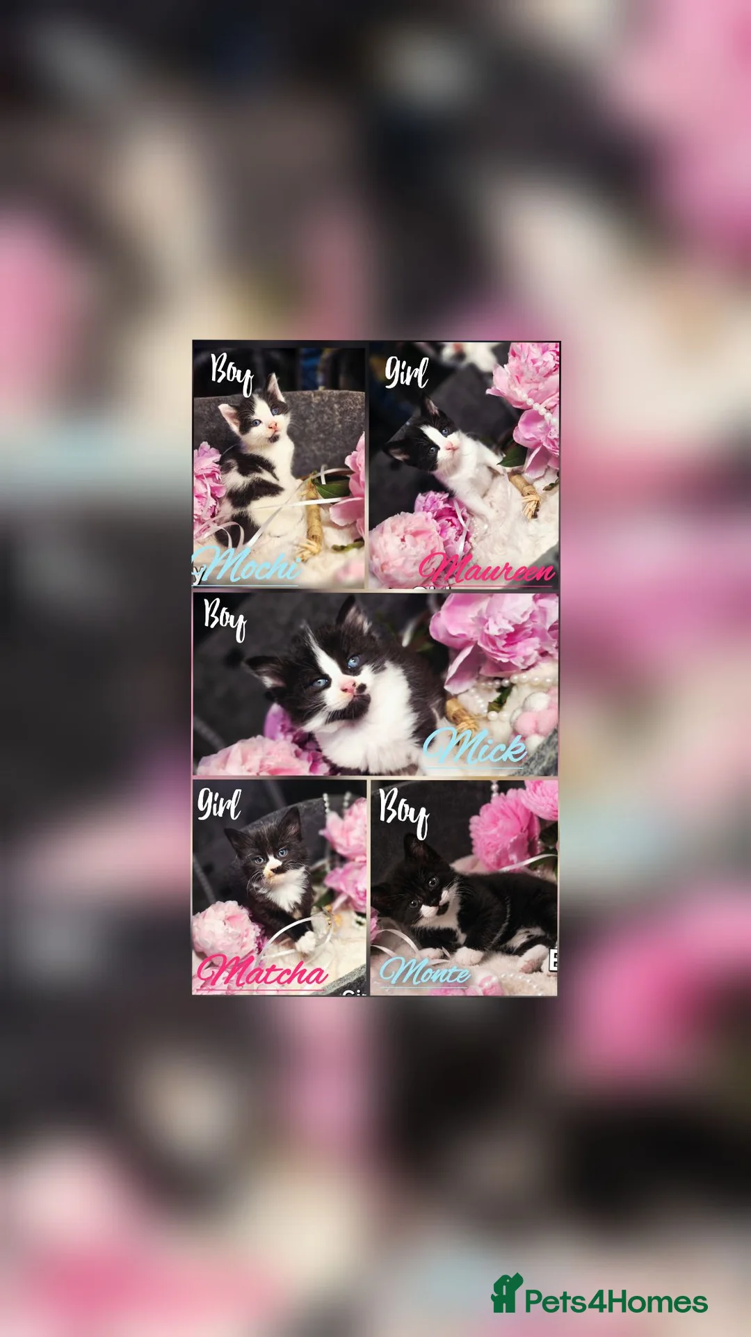 Mixed Breed cats for sale: 5 Beautiful Kittens Looking for Forever Homes - Advert 2