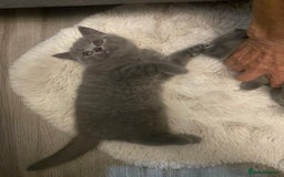 British Shorthair cats for sale: BRITISH kitties READY NOW  - Image 11