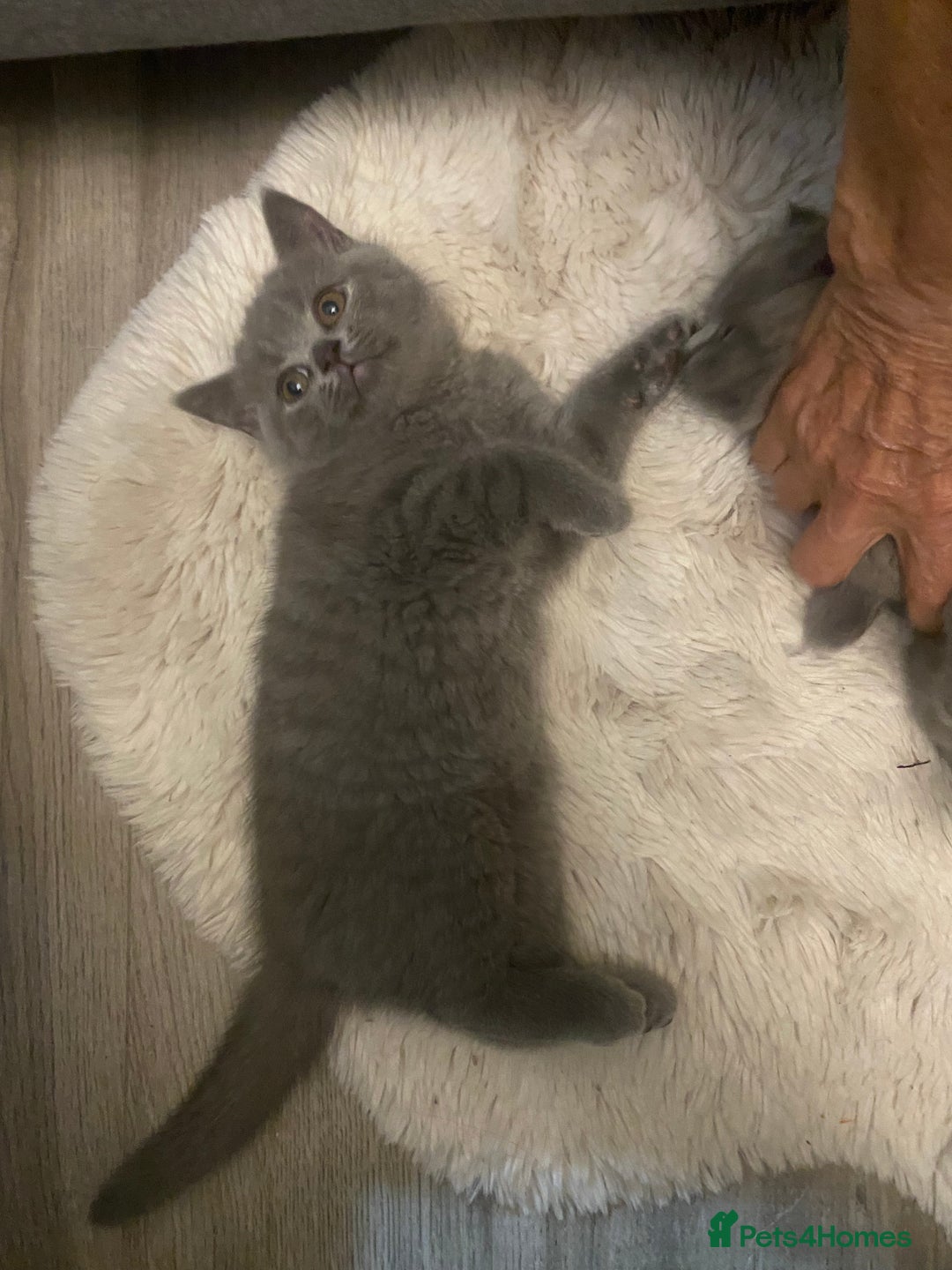British Shorthair cats for sale: BRITISH kitties READY NOW  - Image 11
